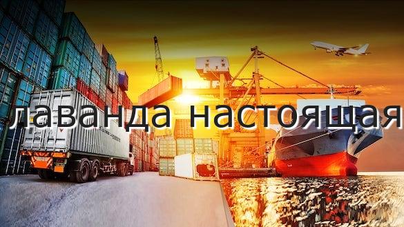 лаванда настоящая